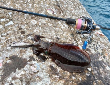 越前エギング 波が…風が…